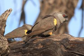 Afrykanka niebieskorzytna - Poicephalus rueppellii - Rüppell's Parrot