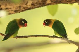 Nierozłączka czarnogłowa - Agapornis personatus - Yellow-collared Lovebird