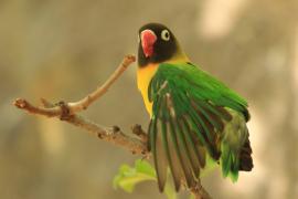 Nierozłączka czarnogłowa - Agapornis personatus - Yellow-collared Lovebird