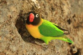 Nierozłączka czarnogłowa - Agapornis personatus - Yellow-collared Lovebird