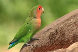 Nierozłączka czerwonoczelna - Agapornis roseicollis - Rosy-faced Lovebird
