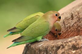 Nierozłączka czerwonoczelna - Agapornis roseicollis - Rosy-faced Lovebird