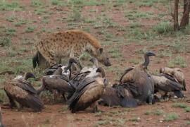 Sęp afrykański - Gyps africanus - White-backed Vulture