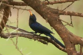 Czarnodudek czerwonodzioby - Rhinopomastus minor - Abyssinian Scimitarbill