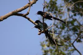 Sierpodudek purpurowy - Phoeniculus purpureus - Green Wood-hoopoe