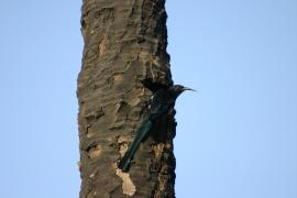 Sierpodudek purpurowy - Phoeniculus purpureus - Green Wood-hoopoe