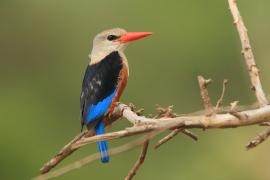 Łowiec szarogłowy - Halcyon leucocephala - Grey-headed Kingfisher