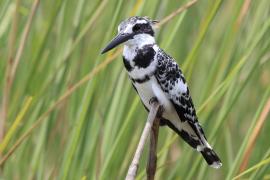 Rybaczek srokaty - Ceryle rudis - Pied Kingfisher