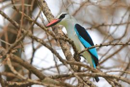Łowiec jasny - Halcyon senegalensis - Woodland Kingfisher