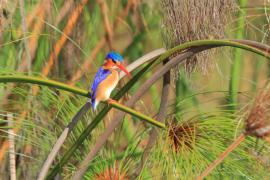 Zimorodek malachitowy - Corythornis cristatus  - African Malachite Kingfisher