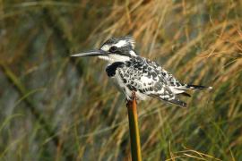 Rybaczek srokaty - Ceryle rudis - Pied Kingfisher
