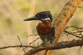 Rybaczek wielki - Megaceryle maxima - Giant Kingfisher