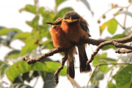 Żołna rdzawobrzucha - Merops lafresnayii oreobates - Cinnamon-chested Bee-eater