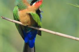 Żołna białoczelna - Merops bullockoides - White-fronted Bee-eater