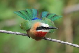 Żołna białoczelna - Merops bullockoides - White-fronted Bee-eater