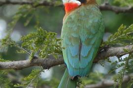 Żołna białoczelna - Merops bullockoides - White-fronted Bee-eater