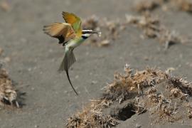 Żołna białogardła - Merops albicollis - White-throated Bee-eater