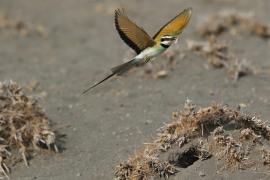 Żołna białogardła - Merops albicollis - White-throated Bee-eater