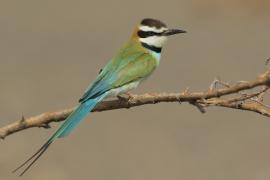 Żołna białogardła - Merops albicollis - White-throated Bee-eater