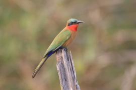 Żołna czerwonogardła - Merops bulocki - Red-throated Bee-eater