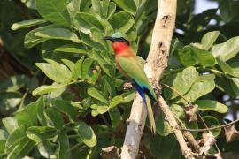 Żołna czerwonogardła - Merops bulocki - Red-throated Bee-eater
