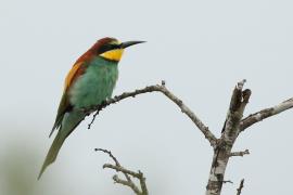 Żołna zwyczajna - Merops apiaster - European Bee-eater