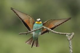 Żołna zwyczajna - Merops apiaster - European Bee-eater