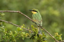 Żołna mała - Merops pusillus - Little Bee-eater