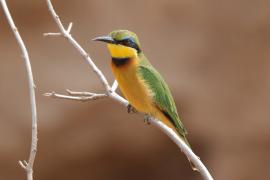Żołna mała - Merops pusillus - Little Bee-eater