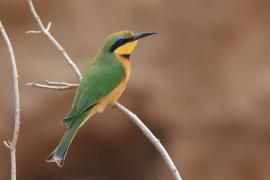 Żołna mała - Merops pusillus - Little Bee-eater