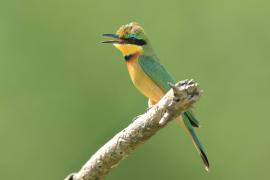 Żołna mała - Merops pusillus - Little Bee-eater