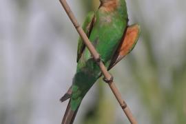 Żołna modrolica - Merops persicus - Blue-cheeked Bee-eater