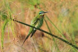 Żołna modrolica - Merops persicus - Blue-cheeked Bee-eater
