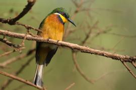 Żołna rdzawobrzucha - Merops lafresnayii oreobates - Cinnamon-chested Bee-eater