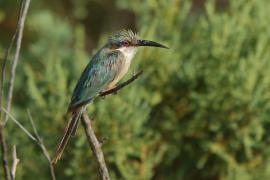 Żołna blada - Merops revoilii - Somali Bee-eater