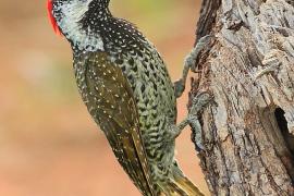 Dzięciolik złotosterny - Geocolaptes abingoni - Golden-tailed Woodpecker