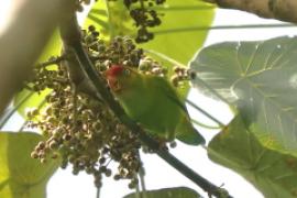 Zwisogłówka złotawa - Loriculus beryllinus - Sri Lanka Hanging Parrot