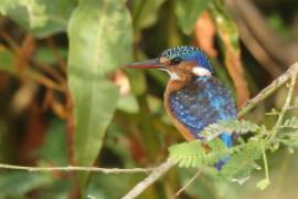 Zimorodek malachitowy - Corythornis cristatus  - African Malachite Kingfisher