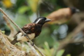 Brodacznik białouchy - Stactolaema leucotis - White-eared Barbet