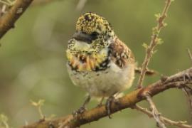 Brodal ciemnodzioby - Trachyphonus darnaudii usambiro - Usambiro Barbet