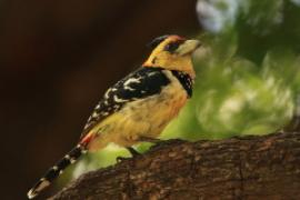 Brodal czubaty - Trachyphonus vaillantii - Crested Barbet