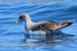 Burzyk duży - Calonectris diomedea - Cory's Shearwater