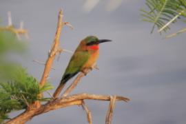 Żołna czerwonogardła - Merops bulocki - Red-throated Bee-eater