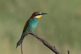 Żołna zwyczajna - Merops apiaster - European Bee-eater