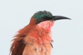 Żołna karminowa - Merops nubicoides - Southern Carmine Bee-eater