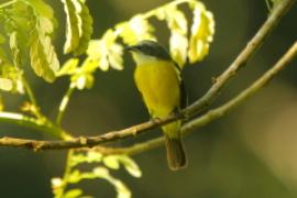 Bentewi szarogłowy - Myiozetetes granadensis - Gray-capped Flycatcher