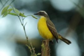 Bentewi wielkodzioby - Megarynchus pitangua - Boat-billed Flycatcher