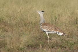 Drop arabski - Ardeotis arabs - Arabian Bustard