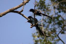Sierpodudek purpurowy - Phoeniculus purpureus - Green Wood-hoopoe