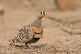 Stepówka prążkowana - Pterocles lichtensteinii - Lichtenstein's Sandgrouse